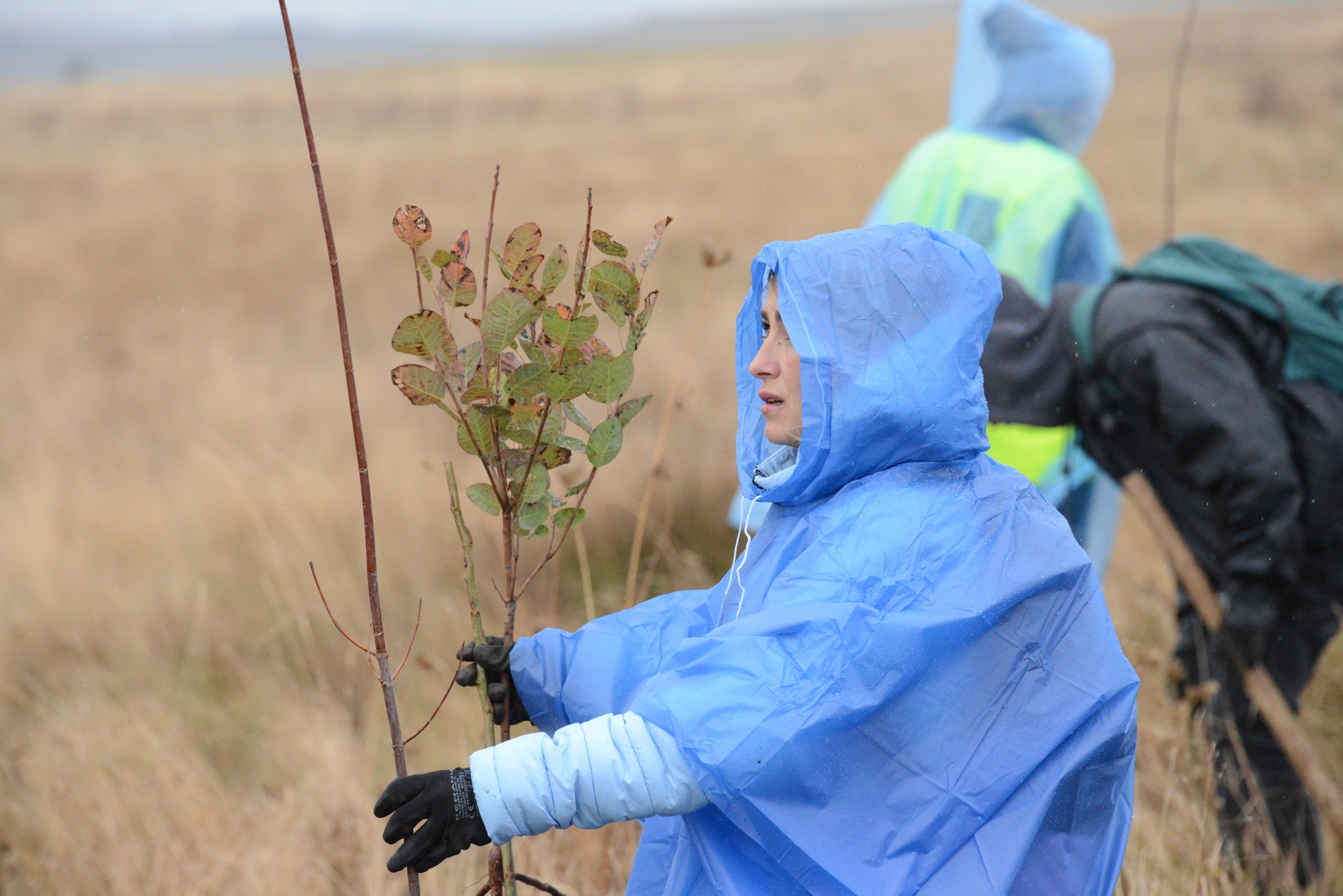 Plantare Ocna Sibiului 10